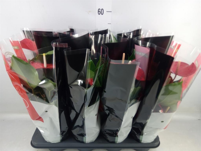 Anthurium andr. 'Querida'