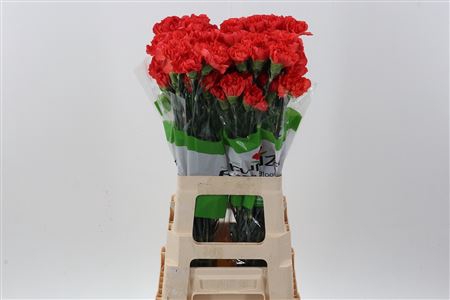 <h4>Di St Tangelo Orange Funza</h4>