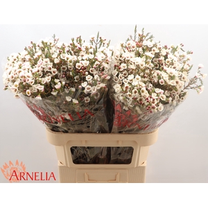 Chame Moonlight Delight Arnelia