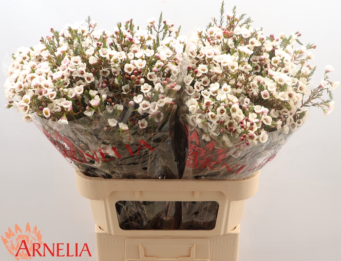 <h4>Chame Moonlight Delight Arnelia</h4>