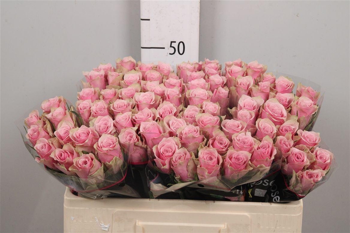 <h4>R Gr Athena Royale</h4>