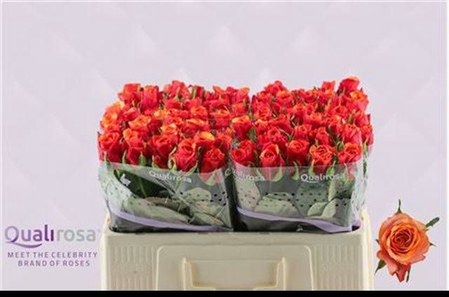 <h4>R GR ESPANA@</h4>