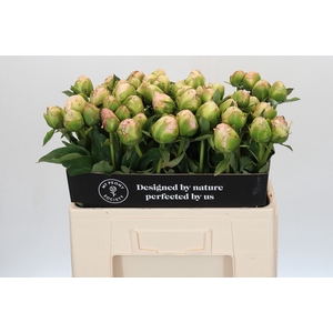 Paeonia In Full Sail