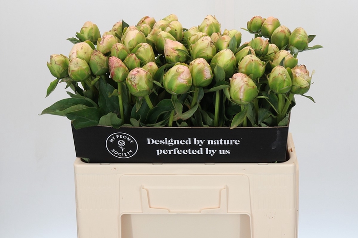 <h4>Paeonia In Full Sail</h4>