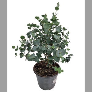 EUCAL GUNNII