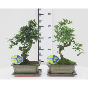 Carmona macrophylla, 20cm., shape, with drip tray