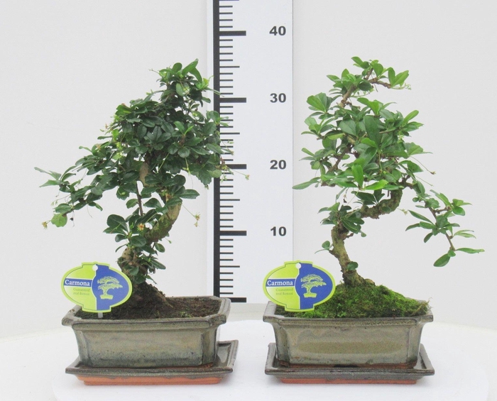 <h4>Carmona macrophylla, 20cm., shape, with drip tray</h4>