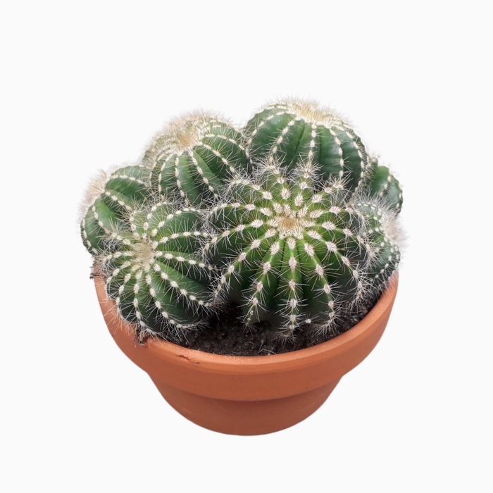 <h4>Cactus</h4>