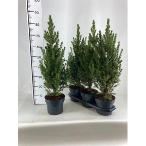 !! PROMO !! PICEA GL CONICA P19 75CM