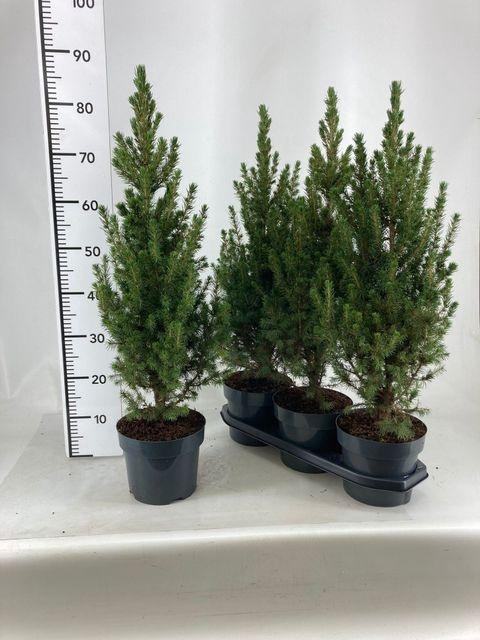 <h4>PICEA GL CONICA P19 75CM</h4>