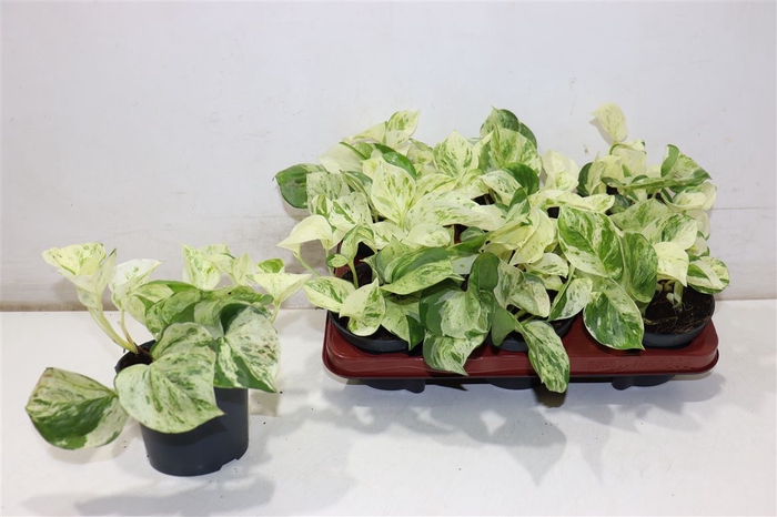 <h4>Epipr Happy Leaf</h4>