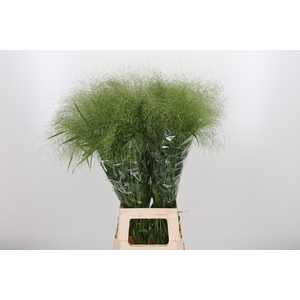 Panicum Fountain