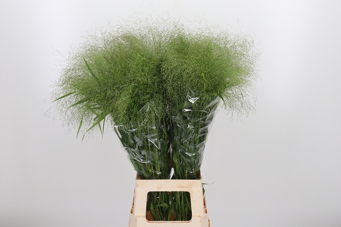 <h4>Panicum Fountain</h4>