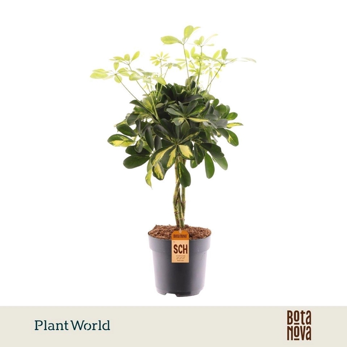 <h4>Schefflera Gold Capella</h4>