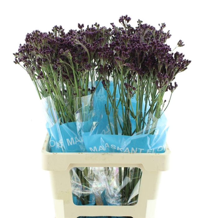 <h4>Verbena Bona Lollipop</h4>