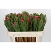 Protea Brenda