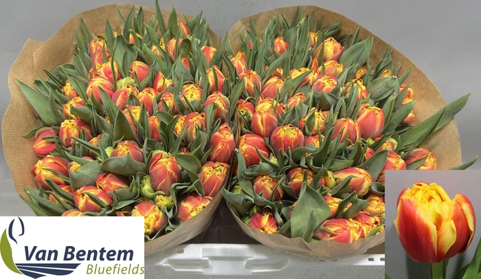 <h4>TU DU EDITION</h4>