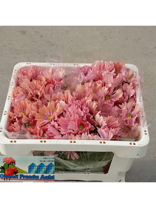 <h4>COSMOS BIPINNATUS COSMOS BIPINNATUS</h4>