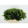 QUERC RUBRA 60CM