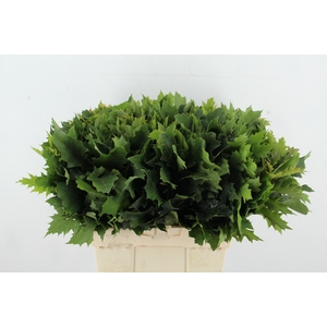 QUERC RUBRA 65CM