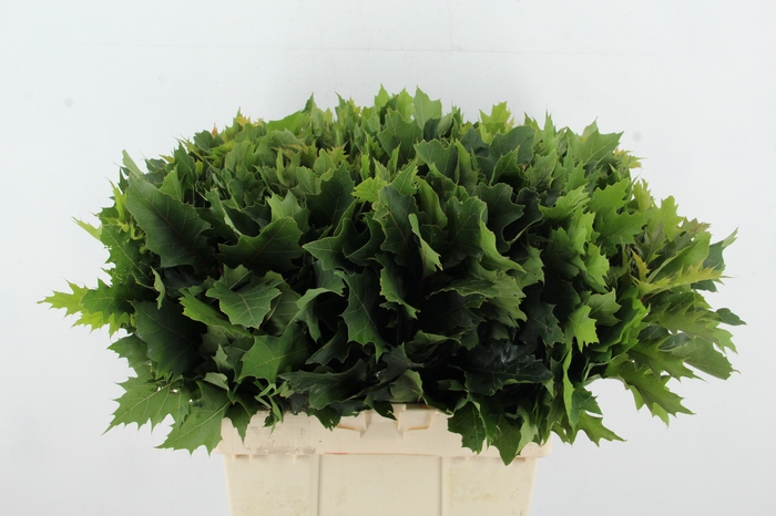 <h4>QUERC RUBRA 60CM SUPERDEAL</h4>