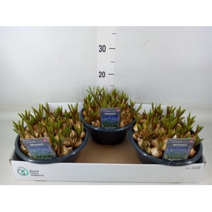 Muscari  'Big Smile'