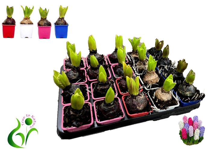 <h4>HYACIN GEM 4 KL</h4>