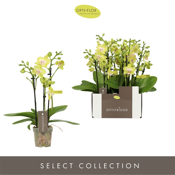 <h4>Phalaenopsis Multifloratypes overig geel</h4>