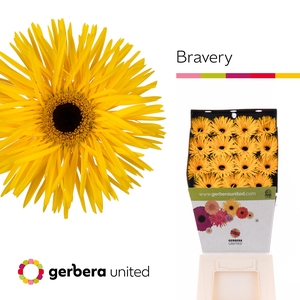 Gerbera Spider Bravery Diamond