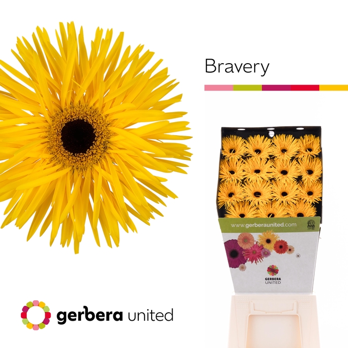 <h4>Gerbera Spider Bravery Diamond</h4>