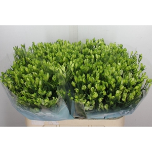 Alstroemeria flor. 'White Pearls'