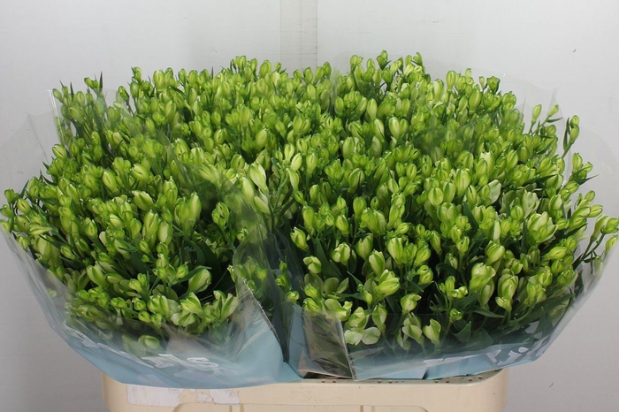 <h4>Alstroemeria flor. 'White Pearls'</h4>