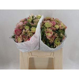 ANEMONE LEVANTE PINK