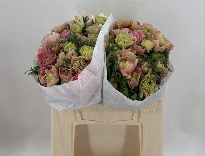 <h4>ANEMONE LEVANTE PINK</h4>