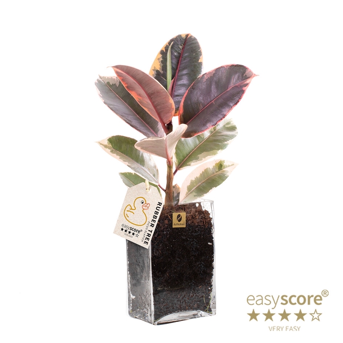 FICUS ELASTICA P12 BELIZE  SQUARE GLASS