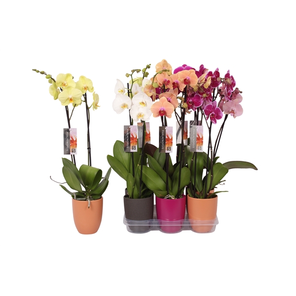 <h4>Phalaenopsis mix, 2-spike Anthracite, Purple and Orange Ceramics</h4>