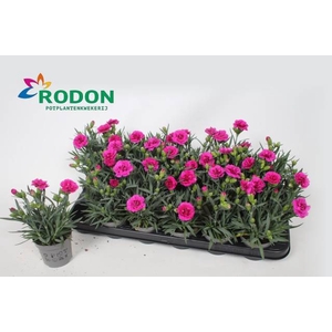 DIANTHUS PINK MARIE P9