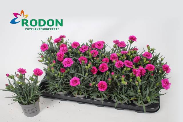 <h4>DIANTHUS PINK MARIE P9</h4>