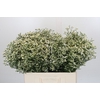 Limonium China White