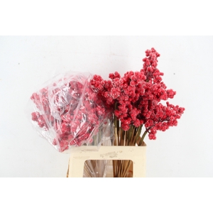 Stick Berries Ilex Red+Ice