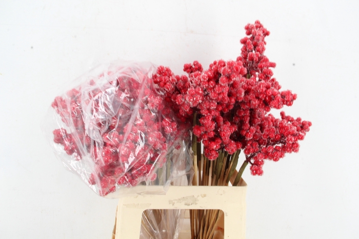 <h4>Stick Berries Ilex Red+Ice</h4>
