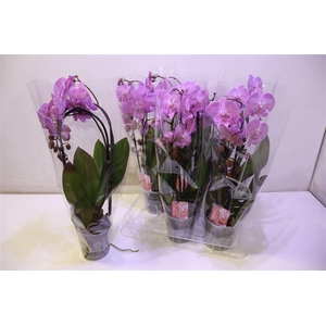 arr8 Phal El Cascade