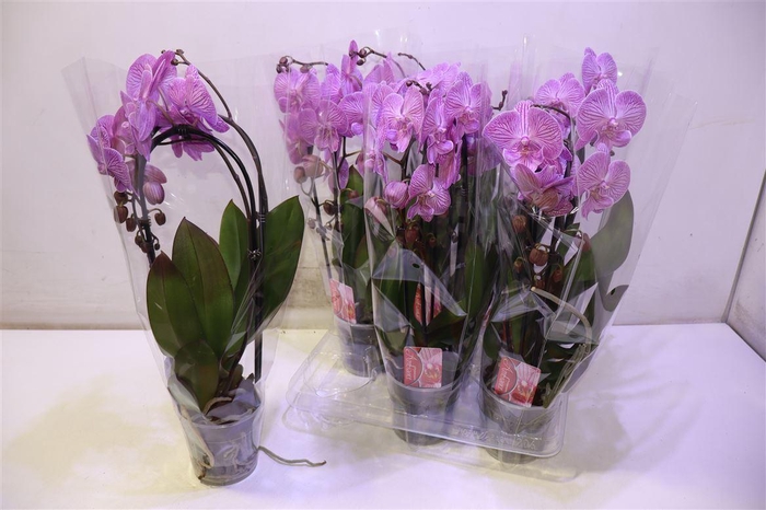 <h4>arr8 Phal El Cascade</h4>