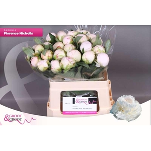 Paeonia Florence Nicholls