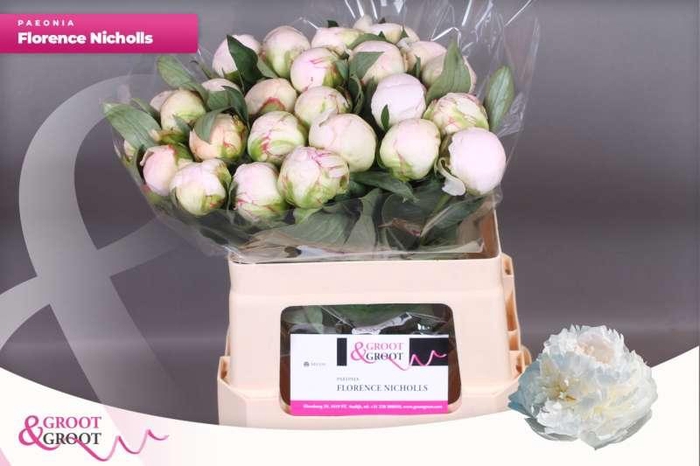 <h4>Paeonia Florence Nicholls</h4>