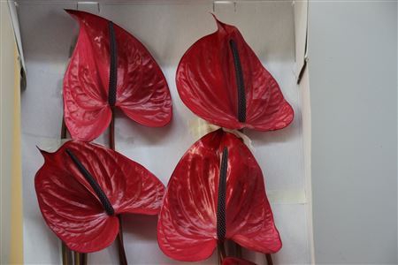 Anthurium Exclusief Nr 254