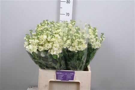 <h4>Matth Stox Yellow</h4>