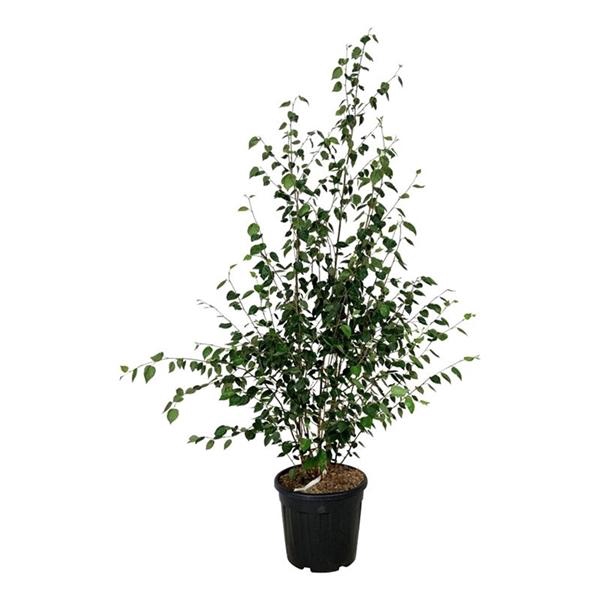 <h4>Betula utilis jacquemontii</h4>