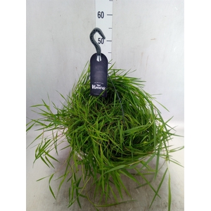 Siergras   ...              [Grass]
