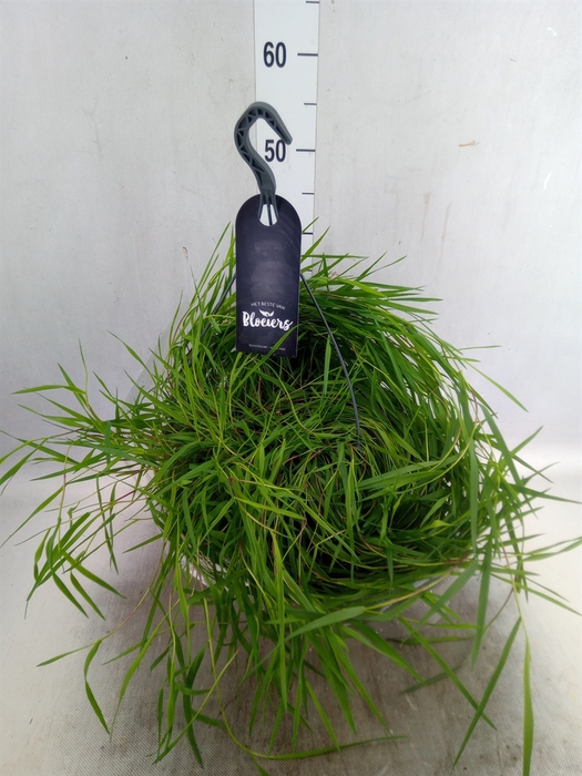 <h4>Siergras   ...              [Grass]</h4>